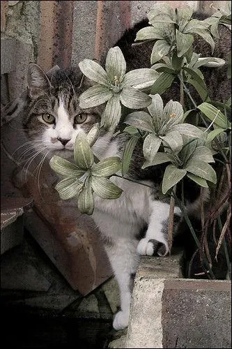 Quelle est la loi concernant les chats en Suisse ?