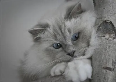 Quelle est la race de ce chat à poil mi-long, qui présente le même physique que le siamois par sa couleur, mais dont les pieds sont d'un blanc pur, comme s'il possédait des gants ?