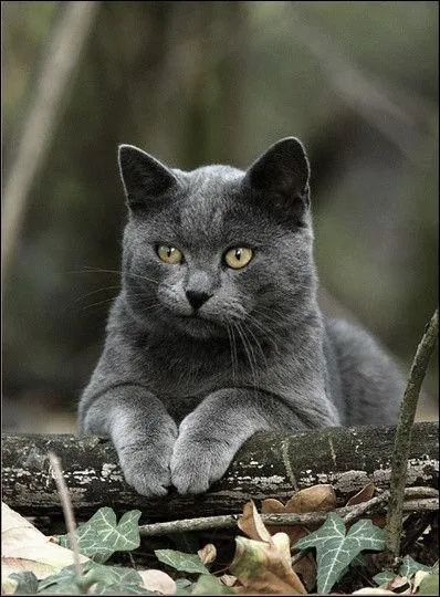 Quelle est la race de ce chat ?