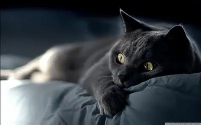 Un chat peut voir dans le noir complet :