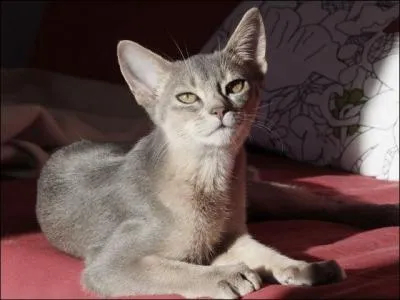 De quelle race est ce chat ?