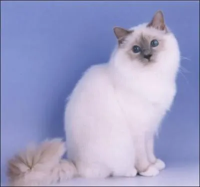 Bateau de pêche qui traîne un filet en forme de vaste entonnoir :