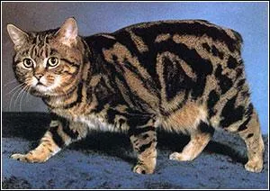 Assouplir les peaux d'animaux par un traitement aux huiles de poisson :