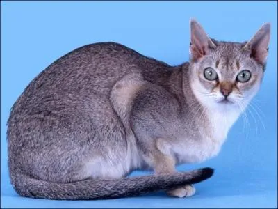 Labourer la terre avec un instrument doté d'un soc tranchant :