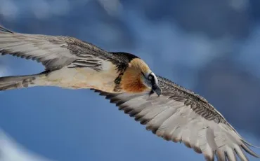 Quiz Rapaces