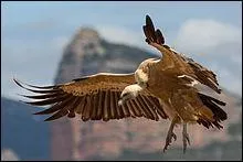 Quel est ce vautour, le plus commun de France ?