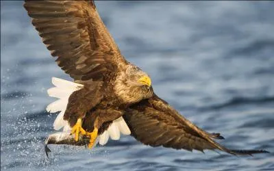 Quel est ce rapace visible en hiver sur les lacs de Champagne ?