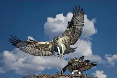 Quel est ce rapace qui est visible en France surtout en migration ?