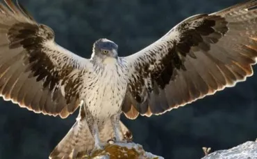 Quiz Rapaces