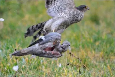 Quel est ce rapace du genre Accipiter ?
