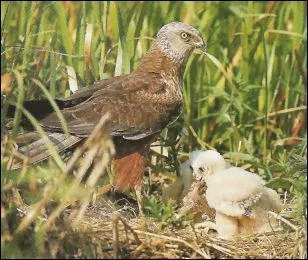 Quel est ce busard des milieux aquatiques ?