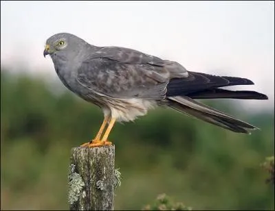 Quel est ce busard qui hiverne en Afrique ?