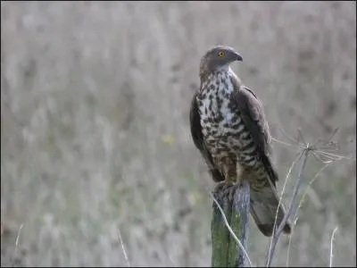 Quel est cet oiseau qui hiverne en Afrique ?