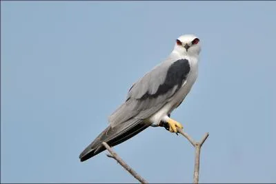 Quel est ce très petit milan ?