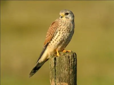 Quel est le faucon le plus commun de France ?
