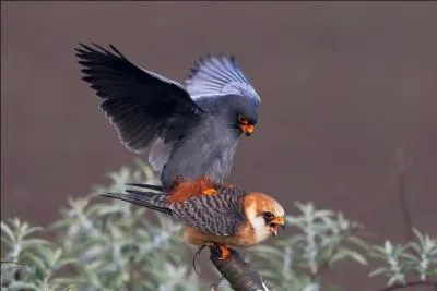 Quel est ce faucon qui est visible en France durant la période de migration ?