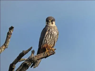Quel est ce faucon des forêts ?