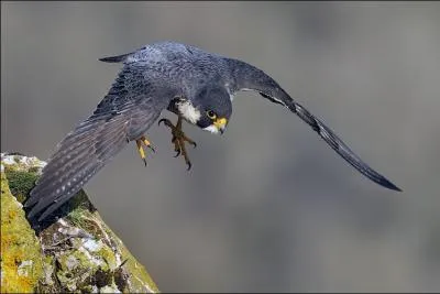 Quel est ce faucon qui vit notamment dans les villes françaises ?