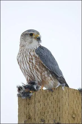 Quel est ce petit faucon ?