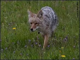Quel est cet animal, sur la photo, en très grand nombre à Yellowstone ?