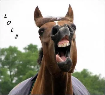 Comment se nomme la partie dépourvue de dents dans la bouche du cheval ?