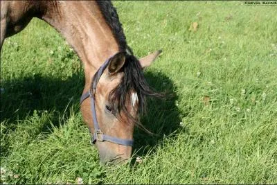 Vrai ou faux ? Coche la bonne réponse.
