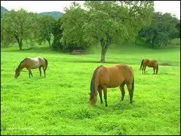 Dans quel ordre doit-on distribuer les aliments ?