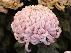 Emblème du Japon, cette fleur porte le nom de ...