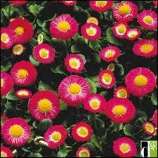 De son nom botanique "Bellis perennis", cette fleur porte le nom de ...