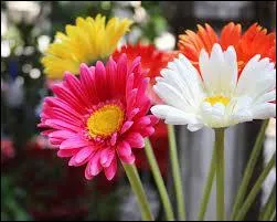 On les trouve aussi bien en fleur coupée qu'en plante fleurie. Ce sont des ...