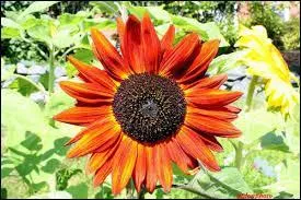 De quelle fleur s'agit-il ?