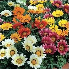 Connaissez-vous le nom de ces fleurs ?