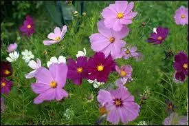 Celles-ci sont des ...