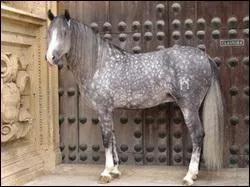 De quelle couleur est sa robe ?