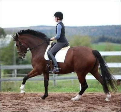 Le galop est une allure à :