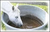 Le cheval boit :