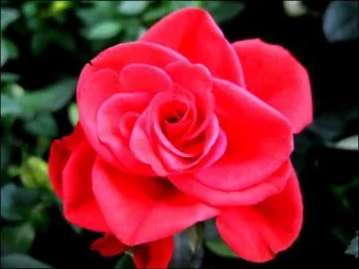 Qui a écrit "Le Nom de la rose" ?