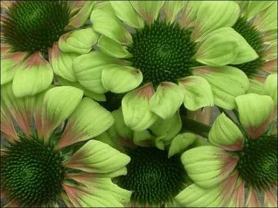 Dans la symbolique orientale, à quoi le vert est-il associé ?