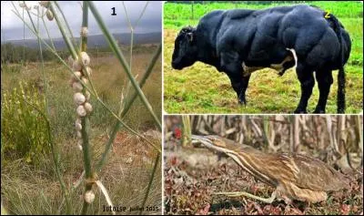 Quel numéro devez-vous tirer pour rencontrer un pignouf au sens figuré ?