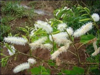Comme de jolis goupillons pour une plante endémique du Brésil. Quel est son genre ?