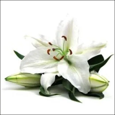 Quel est l'organe dans lequel le lys puise ses réserves ?