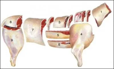 Où se situe l'épigramme d'agneau ?