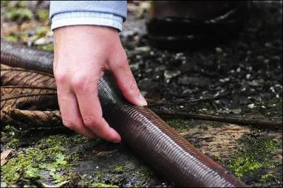 En Nouvelle-Zélande, on vient de découvrir un ver de terre de plus de 6 mètres de long !