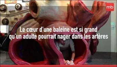 Regardez la photo et donnez votre avis !