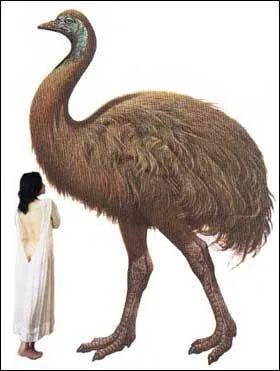 L'aepyornis, cet oiseau géant, disparu de Madagascar, pesait plus d'une tonne !