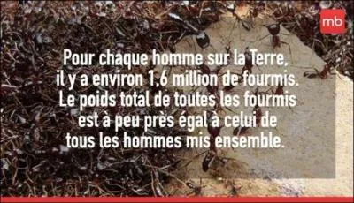 Regardez la photo, qu'en pensez-vous ?