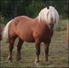 De quelle race est-il ?