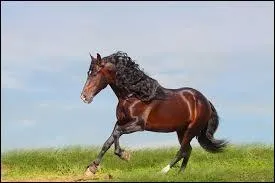 Magnifique, à quelle espèce appartient ce cheval ?