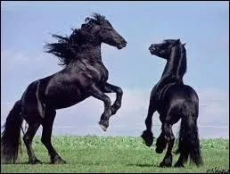 Quelle est la race de ces magnifiques animaux ?