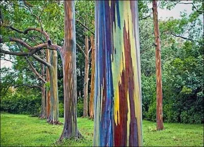 Que sont ces arbres aux troncs colorés ?